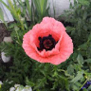 Meet your Posher, Dianne